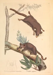 Zwergopossum, Didelphis pygmaeus